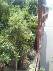 浙江杨梅树供应/台州杨梅树最新价格