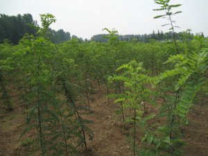 刺槐树苗