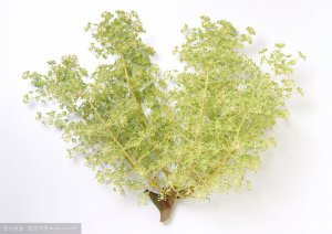 刺龙牙树苗