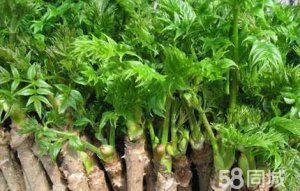 刺龙牙树苗