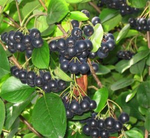 不老莓
