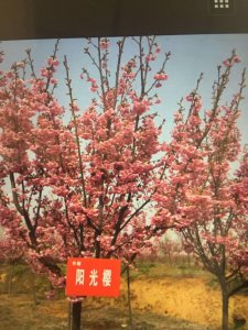 阳光樱
