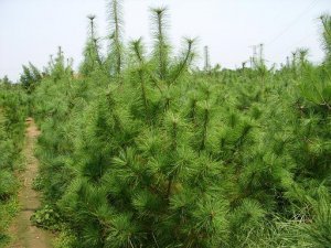 1-5米华山松