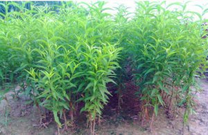 1-8公分龙株碧桃