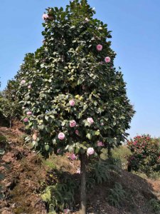 十八学士茶花
