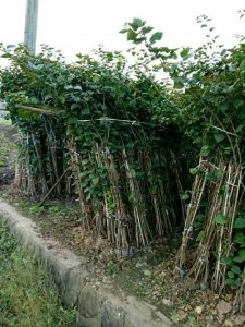 宜宾三角梅|贵州三角梅|乐山三角梅|重庆三角梅|樊枝花三角梅