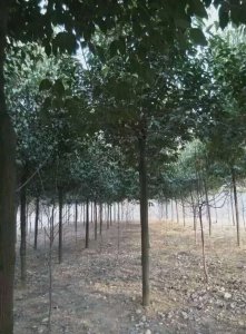 河南大叶女贞价格|南阳大叶女贞合作社|南召县大叶女贞