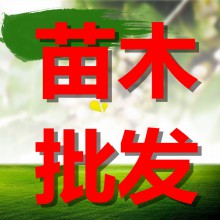 重庆江华花椒苗合作社