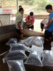 中高档鱼类繁育养殖