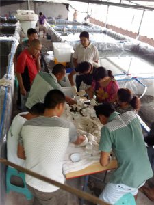 中高档鱼类繁育养殖