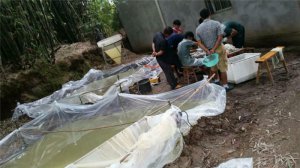 中高档鱼类繁育养殖