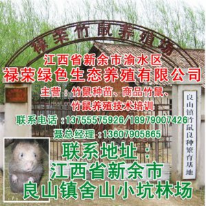 禄荣商品鼠养殖