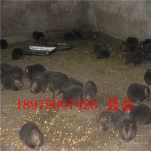 禄荣商品鼠养殖