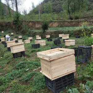 贵州省大方县创新中蜂养殖合作