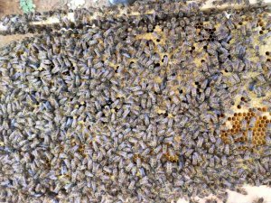 创新蜜蜂养殖
