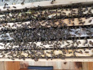 创新蜜蜂养殖